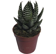 Haworthia zebra v kvetináči