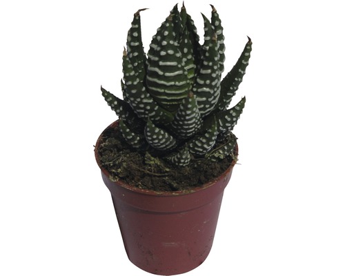 Haworthia zebra v kvetináči