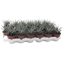 Podnos s hrnkovými rastlinami Haworthia