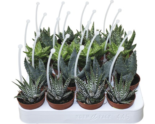 Zásobník s rôznymi sukulentmi v kvetináčoch