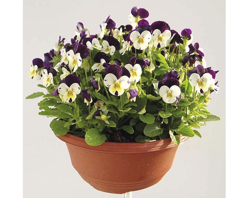 Fialka ostrohatá Viola kvetináč Ø 21 cm rôzne druhy