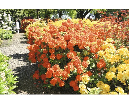 Azalka pontská opadavá FloraSelf Rhododendron luteum výška 30-40 cm kvetináč 5 l oranžová