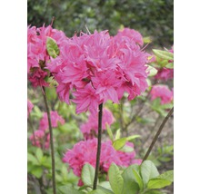 Detailný záber ružového kvetu azalky