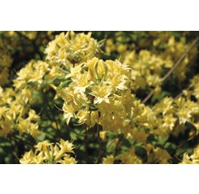 Detail žltých kvetov azalky