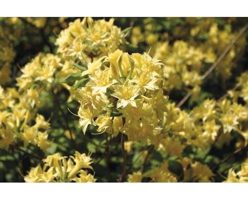 Azalka pontská opadavá FloraSelf Azalea luteum výška 30-40 cm kvetináč 5 l žltá