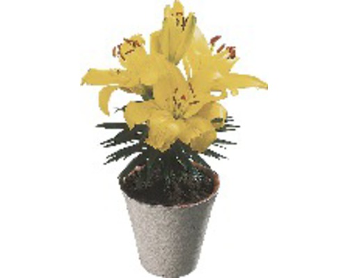 Ľalia FloraSelf Lilium hybrid kvetináč Ø 13 cm 1 ks, rôzne farby