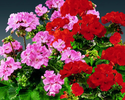 Pelargónia pásikavá, muškát vzpriamený Pelargonium zonale Ø 12 cm kvetináč 1 ks, rôzne farby Pelargónia pásikavá, muškát vzpriamený Pelargonium zonale Ø 12 cm kvetináč 1 ks, rôzne farby