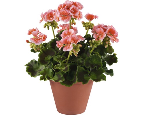 Muškát v kvetináči