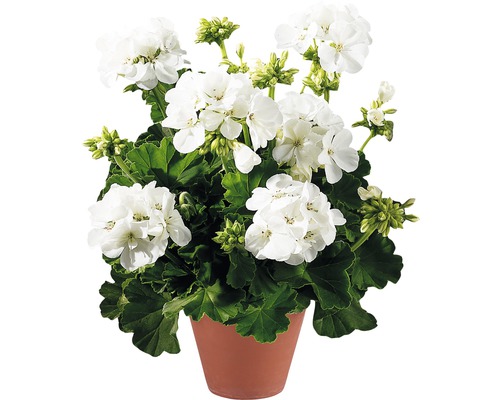 Muškát s bielymi kvetmi v kvetináči