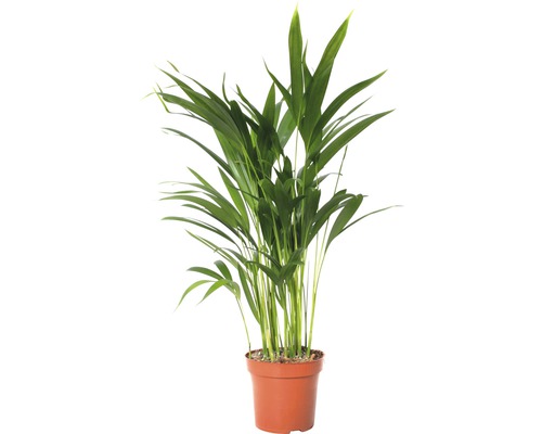 Zlatoplodec Chrysalidokarpus žltkastý FloraSelf Dypsis lutescens 60-70 cm kvetináč Ø 17 cm