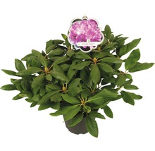 Rododendron Roseum Elegans v kvetináči