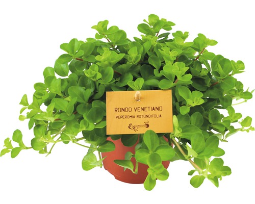Pieprovec trpasličí FloraSelf Peperomia rotundifolia 15-20 cm kvetináč Ø 10,5 cm Guľatý korenie Rondo Venetiano v kvetináči