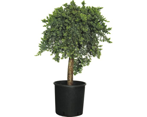 Borievka pobrežná FloraSelf Juniperus conferta 'Blue Pacific' kmienok výška 40-60 cm kvetináč 12 l