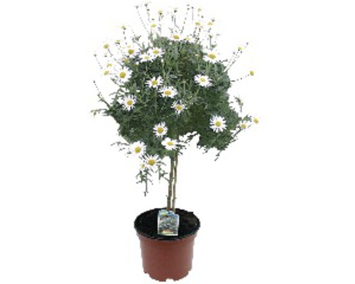 Margaréta krovinatá, margaréta Chrysanthemum frutescens kvetináč 14 cm biely