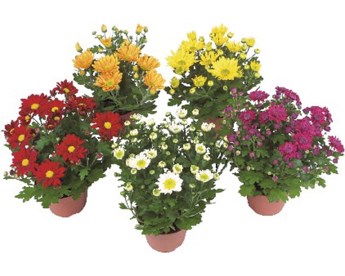Chryzantéma mix FloraSelf Chrysanthemum indicum kvetináč Ø 11/12 cm 1 ks rôzne druhy Päť črepníkových chryzantém s kvetmi
