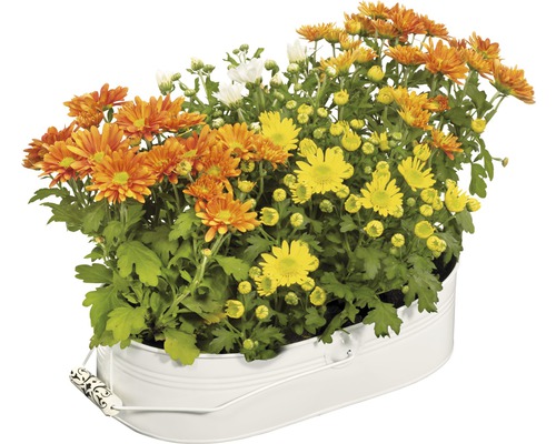 Chryzantémy v bielom kvetináči