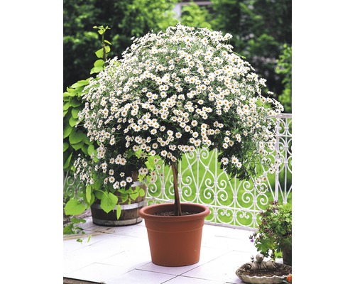 Margaréta s bielymi kvetmi v kvetináči na terase