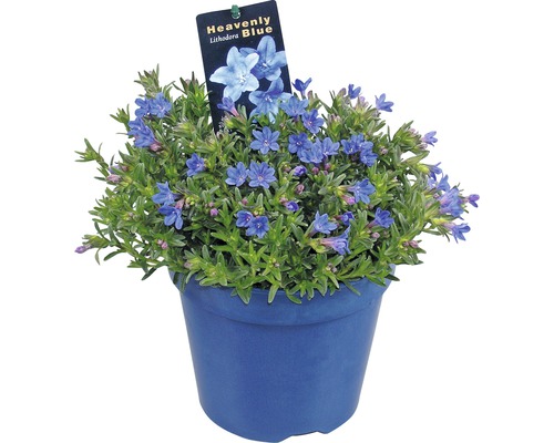 Kamejka modrá FloraSelf Lithodora diffusa 'Heavenly Blue' kvetináč 1,5 l