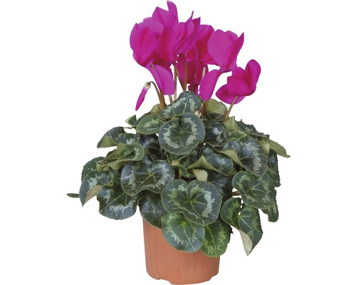 Cyklámen Cyclamen midi kvetináč Ø 10 cm 1 ks, rôzne farby