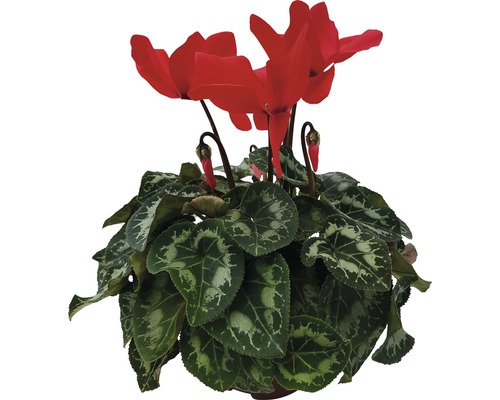 Cyklámen Cyclamen kvetináč Ø 12 cm 1 ks, rôzne farby