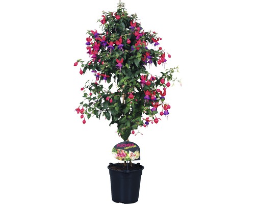 Fuksia na kmeni FloraSelf Fuchsia kultivar výška 35-50 cm kvetináč Ø 18 cm