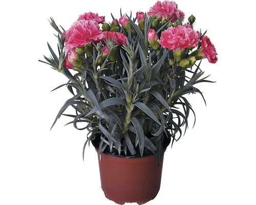 Karafiát mix FloraSelf Dianthus caryophyllus 'Super Trooper' 15-18 cm kvetináč Ø 10,5 cm 1 ks, rôzne druhy