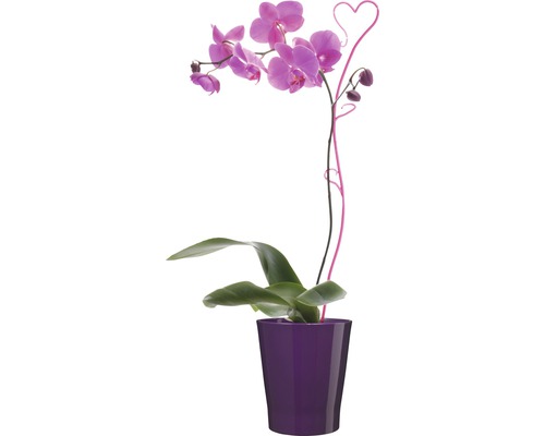 Orchidea v kvetináči so srdiečkovou dekoráciou.