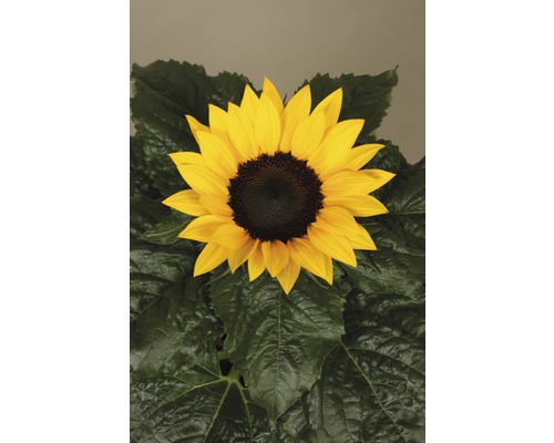 Slnečnica so žltými okvetnými lístkami a zelenými listami