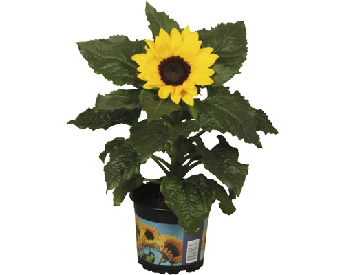 Slnečnica Helianthus annuus kvetináč Ø 13 cm