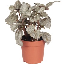 Rastlina Pilea v kvetináči
