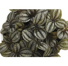 Pilea involucrata izbová rastlina s dekoratívnymi listami