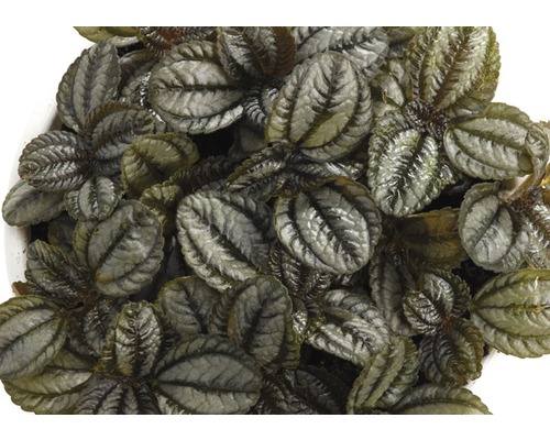 Pilea involucrata izbová rastlina s dekoratívnymi listami