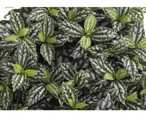 Detailný záber izbovej rastliny Pilea cadierei so vzorovanými listami