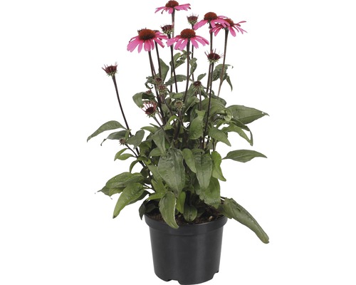 Echinacea FloraSelf Echinacea ‘Awake' kvetináč 3 l