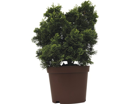 Cypruštek tupolistý Nana Gracilis v kvetináči