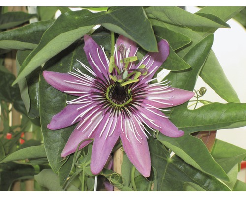 Detailný pohľad na mučenku s listami