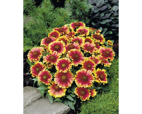 Gaillardia rastlina v záhradnom záhone