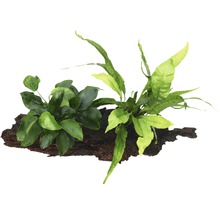 Akvarijná rastlina na drevenom koreni