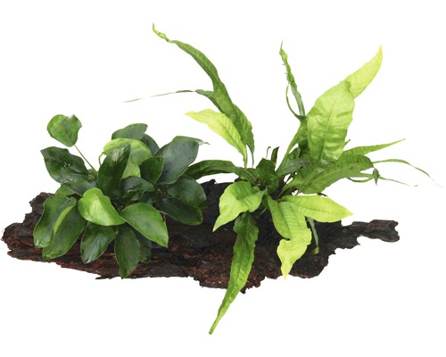 Anubis zakrpatený s hnedovkou krídlatou na koreni – Anubias nana s Microsorum pteropus Akvarijná rastlina na drevenom koreni