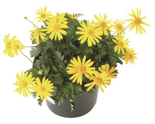 Margaréta žltá Euryops chrysanthemoides kvetináč Ø 11 cm