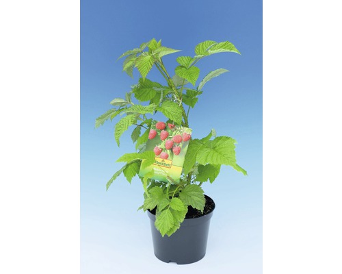 Rastlina maliny v kvetináči