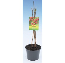 Rastlina maliny v kvetináči s logom FloraSelf