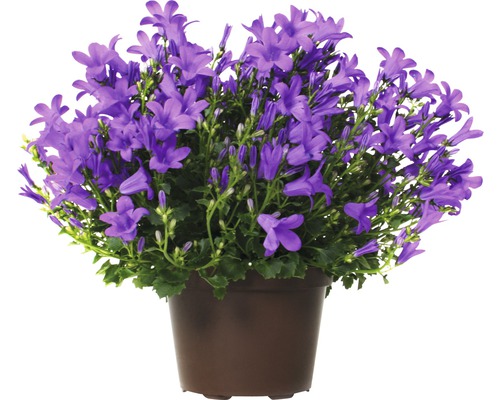 Zvonček dalmatský FloraSelf Campanula portenschlagiana 'Get Mee' 20-30 cm kvetináč Ø 10,5 cm