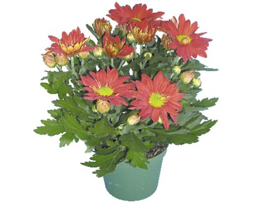 Chryzantéma mix FloraSelf Chrysanthemum indicum kvetináč Ø 12 cm 1 ks, rôzne farby Chryzantéma v kvetináči