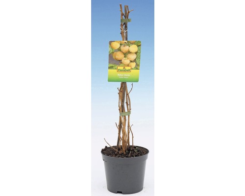 Zlatá malina v kvetináči s etiketou FloraSelf