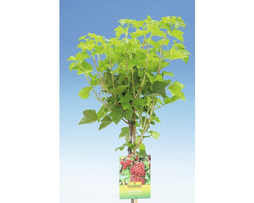 Červené ríbezle Ribes Rubrum v kvetináči