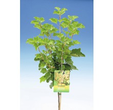 Biely ríbez s listami a štítkom FloraSelf