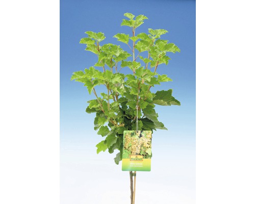 Biely ríbez s listami a štítkom FloraSelf