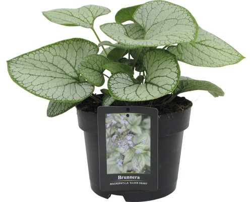 Brunera veľkolistá Brunnera macrophylla 'Silver Heart' výška 15-30 cm kvetináč 3 l