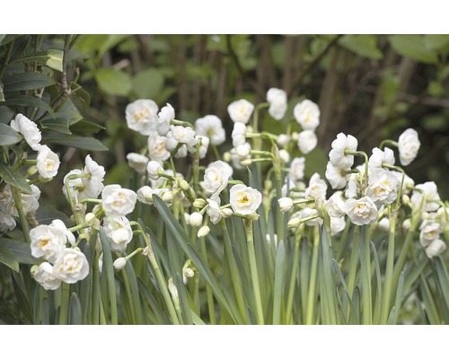 Detailný záber bielych narcisov v záhrade